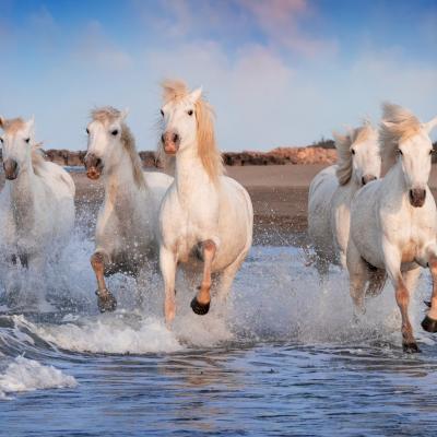 Chevaux blancs