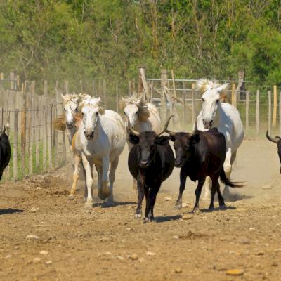 Chevaux et taureaux
